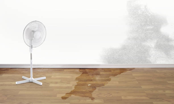 Best Carpet water damage restoration  in Rossville, GA